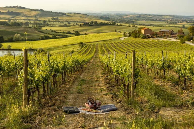 Montalcino: Vineyard Picnic with Rosso di Montalcino Wine - Who Would Love This?