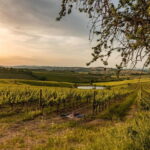 Montalcino: Wine Tasting and Tuscan Lunch - Why This Tour Offers Great Value