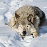 Montebello, QC: Morning VIP Tour at Parc Oméga - Why This Tour Works Well