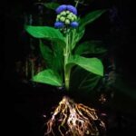 Montebello, QC: Omega Park ONIRO Immersive Experience at Night - How Does the Experience Unfold?