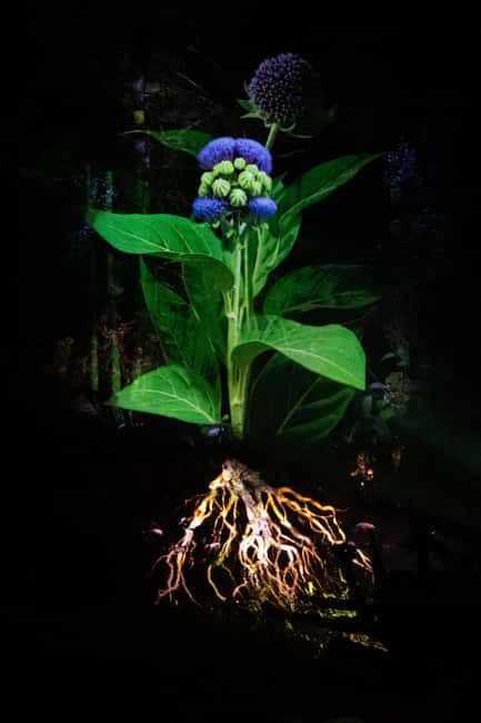 Montebello, QC: Omega Park ONIRO Immersive Experience at Night - How Does the Experience Unfold?