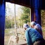 Montebello, QC: Parc Omega Wolves Experience with Cocktail & Guide - FAQ