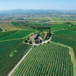 Montepulciano: Wine Tour and tasting - The Winery and Vineyard Tour