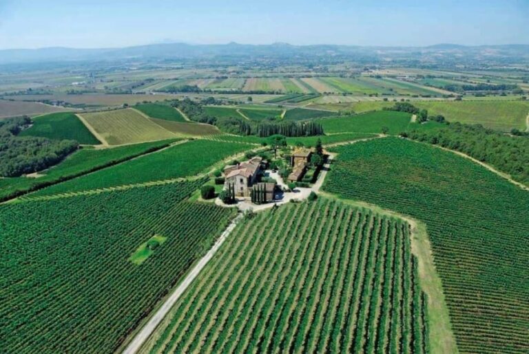 Montepulciano: Wine Tour and tasting - The Winery and Vineyard Tour