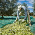 Monterosa Olive Grove: Visit to the Mill & Olive Oil Tasting - Detailed Breakdown of the Itinerary