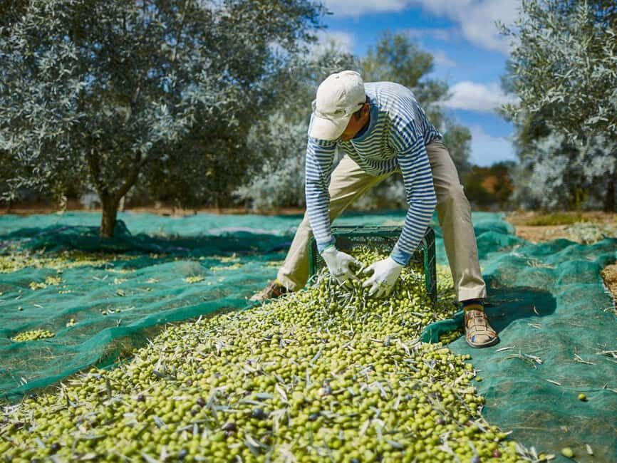 Monterosa Olive Grove: Visit to the Mill & Olive Oil Tasting - Detailed Breakdown of the Itinerary