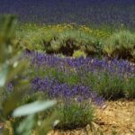 Montpellier:Journée Huile d'Olive, Vin, St Guilhem le Désert - FAQs