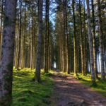 Monts de Guéret: Guided hike to the summit of Maupuy - The Ascent and the Landscapes
