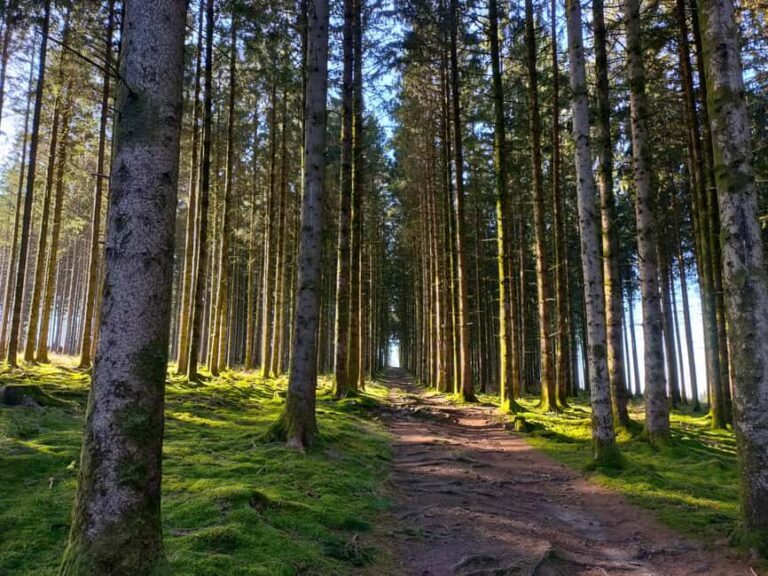 Monts de Guéret: Guided hike to the summit of Maupuy - The Ascent and the Landscapes