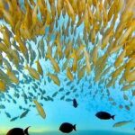 Morning Turtle Town Snorkel at Coral Gardens - Frequently Asked Questions