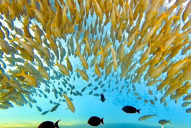 Morning Turtle Town Snorkel at Coral Gardens - Frequently Asked Questions