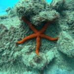 Morro Jable: Snorkeling Adventure - What’s Included and What to Bring