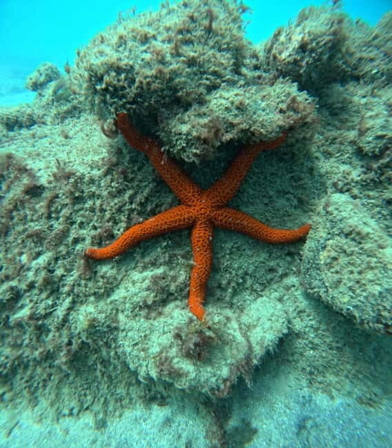 Morro Jable: Snorkeling Adventure - What’s Included and What to Bring