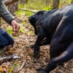 Motovun: Truffle Hunt & 3-Course Brunch with Locals - The Family Estate and the Brunch