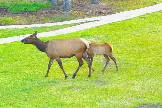 Mount Royal Hotel to Banff National Park Minivan Tour - Why Choose the Mount Royal Hotel to Banff National Park Minivan Tour?