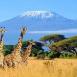 Mt Kilimanjaro Hiking via Marangu Route Day Trip - Things to Keep in Mind