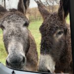 Mt Rushmore, Crazy Horse, Custer State Park Monument Tour - Final Thoughts