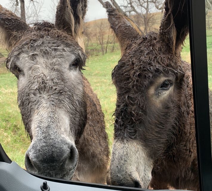 Mt Rushmore, Crazy Horse, Custer State Park Monument Tour - Final Thoughts