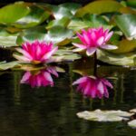 MUCBO | Jardí Botànic de Sóller - Balearic Museum of Natural Sciences - What to Expect at MUCBO