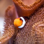 Munich: Day Ticket to Sea Life - Is This Tour Worth the Price?