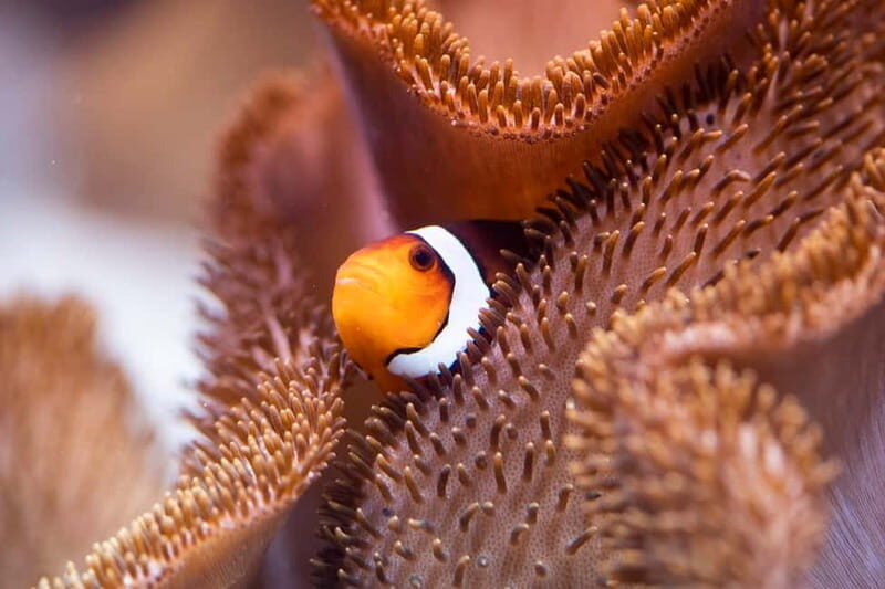 Munich: Day Ticket to Sea Life - Is This Tour Worth the Price?