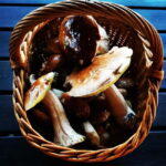 Mushroom picking in the forests near Riga - Who Would Love This Experience?