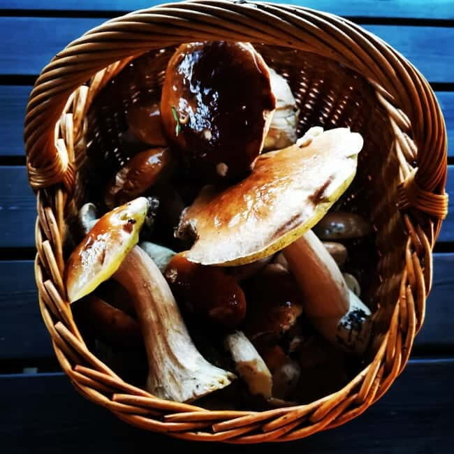 Mushroom picking in the forests near Riga - Who Would Love This Experience?