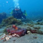 My First Scuba Dive into the Ocean from Terceira - Azores - Final Thoughts