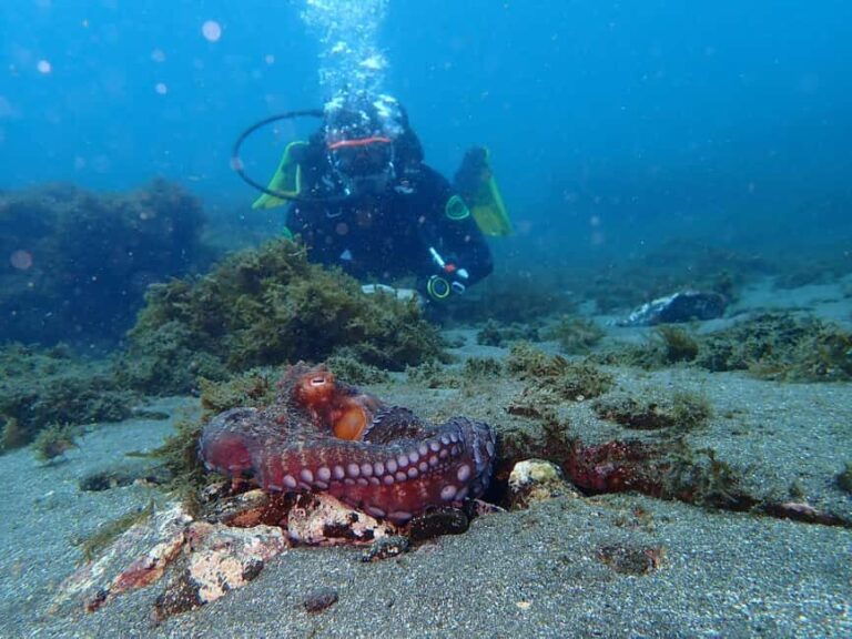My First Scuba Dive into the Ocean from Terceira - Azores - Final Thoughts
