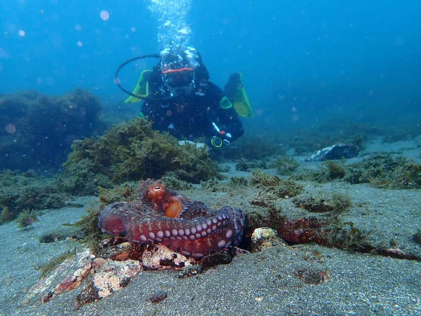 My First Scuba Dive into the Ocean from Terceira - Azores - Final Thoughts