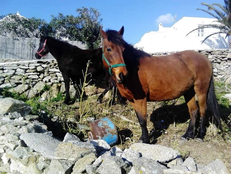 Mykonos Family Jeep Adventure: Farm, Winery and Beach Fun - Final Thoughts: Is This Tour Right for You?