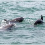 Myrtle Beach: Dolphin Cruise on the Sea Screamer - Who Will Love This Tour?