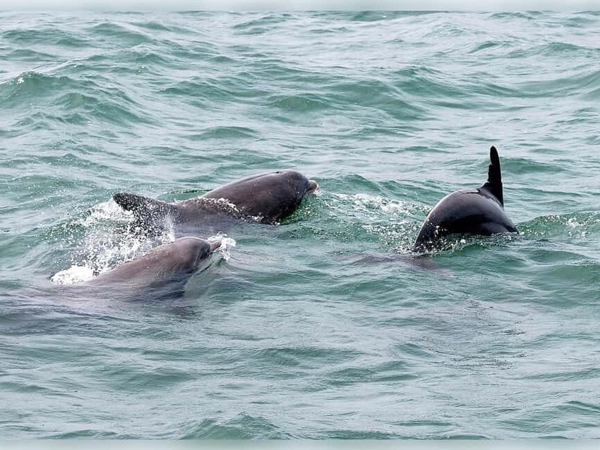 Myrtle Beach: Dolphin Cruise on the Sea Screamer - Who Will Love This Tour?