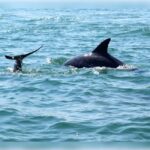 Myrtle Beach: Dolphin Cruise on the Sea Thunder - Who Should Consider This Tour?