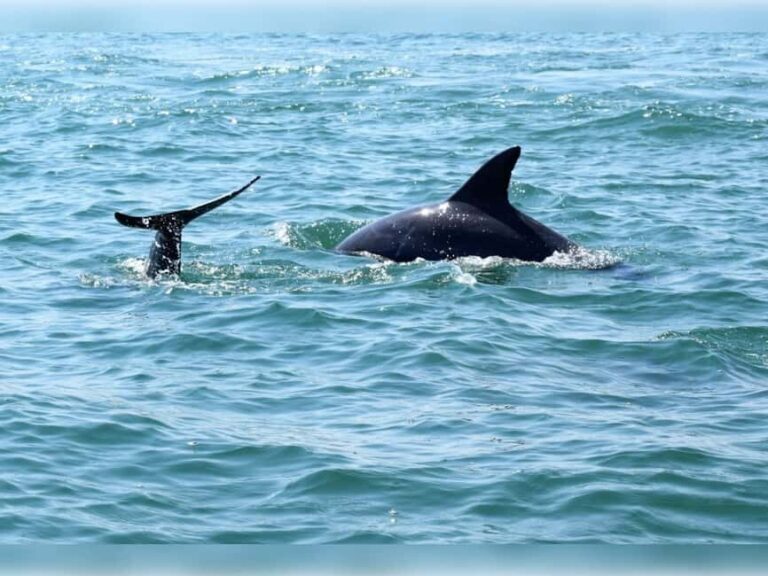 Myrtle Beach: Dolphin Cruise on the Sea Thunder - Who Should Consider This Tour?