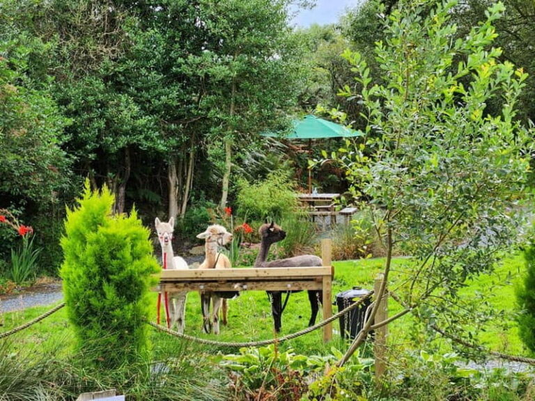 N. Ireland: Award Winning Guided Scenic Alpaca Trekking - Exploring BallyBurren Outdoor Escapes: What to Expect