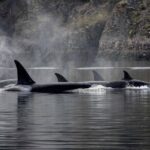Nanaimo Private Whale Watching - The Value of a Private Tour