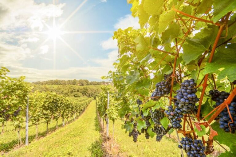 Napa Valley: Guided Wine Tour with Picnic Lunch - Who Will Love This Tour?