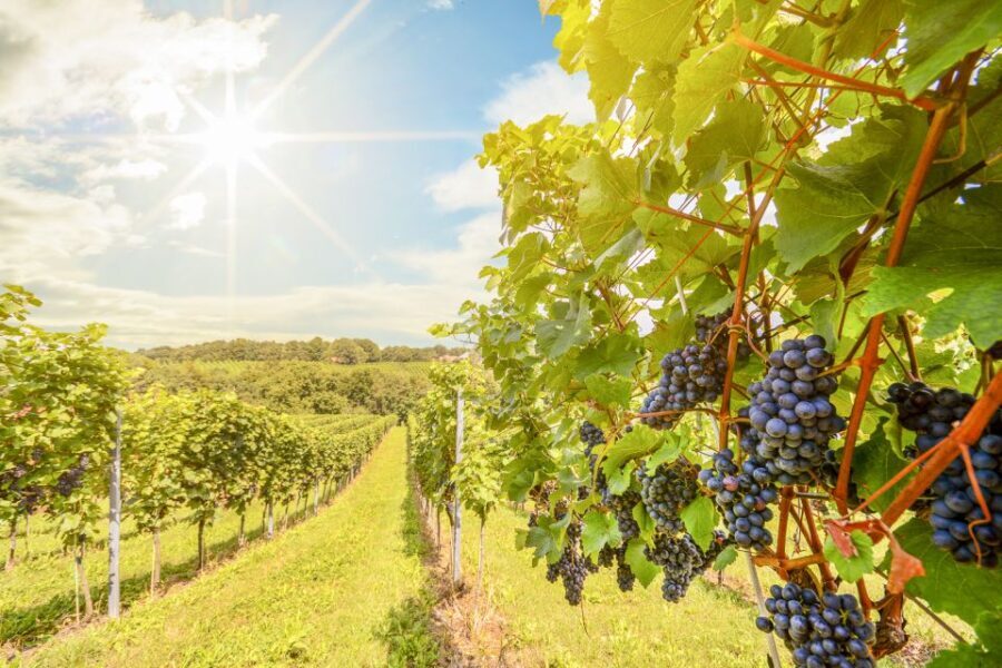 Napa Valley: Guided Wine Tour with Picnic Lunch - Who Will Love This Tour?