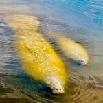 Naples, FL: Manatee, Dolphin, 10,000 Islands Beach Eco Tour - Why This Tour Delivers Value