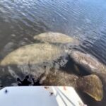 Naples, FL: Manatee Sightseeing and Wildlife Boat Tour - Discovering Naples’ Wildlife by Boat