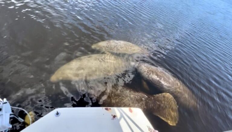 Naples, FL: Manatee Sightseeing and Wildlife Boat Tour - Discovering Naples’ Wildlife by Boat