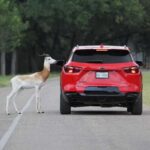 Natural Bridge Wildlife Ranch: Self-Guided Safari Drive-Thru - The Overall Value