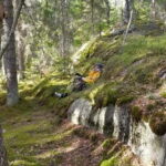 Nature Hike from Stockholm - Exploring the Itinerary and What You Can Expect
