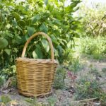 Naxos: In-Villa Private Breakfast - Authentic Greek Recipes - A Detailed Look at the Naxos Private Villa Breakfast Experience