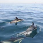 Nazaré: Dolphin Safari - What to Expect on the Nazaré Dolphin Safari