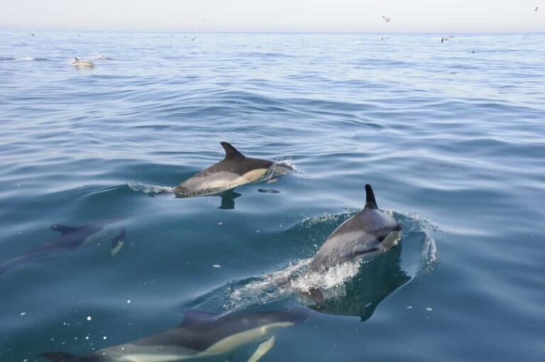 Nazaré: Dolphin Safari - What to Expect on the Nazaré Dolphin Safari