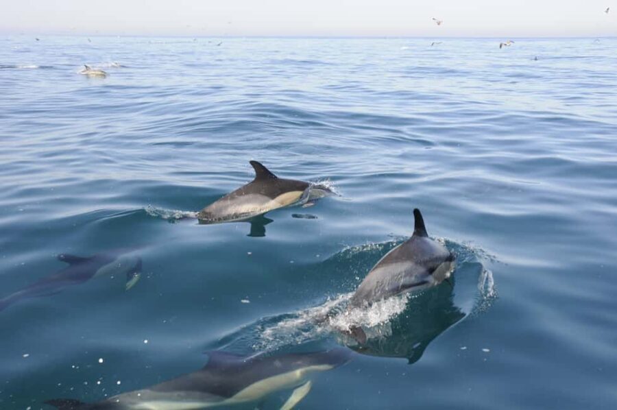 Nazaré: Dolphin Safari - What to Expect on the Nazaré Dolphin Safari