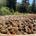 Near Cagliari: Almond Blossom Magic at "In Our Garden" (new) - Discovering "In Our Garden": A Land of Tradition and Tranquility