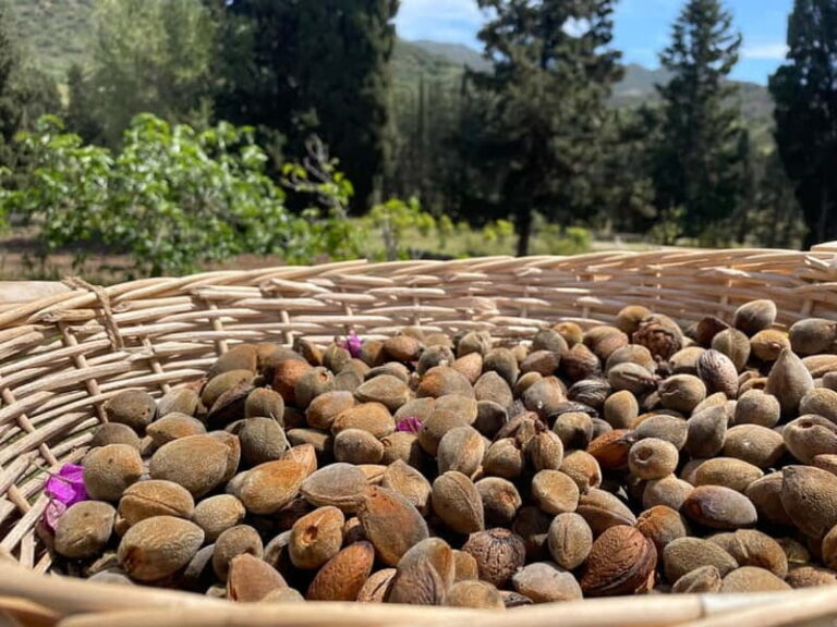 Near Cagliari: Almond Blossom Magic at "In Our Garden" (new) - Discovering "In Our Garden": A Land of Tradition and Tranquility  